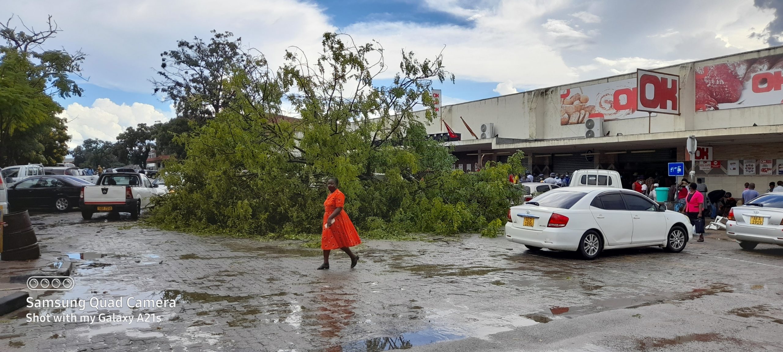 Dead in the water: Masvingo’s trees program hard to resurrect