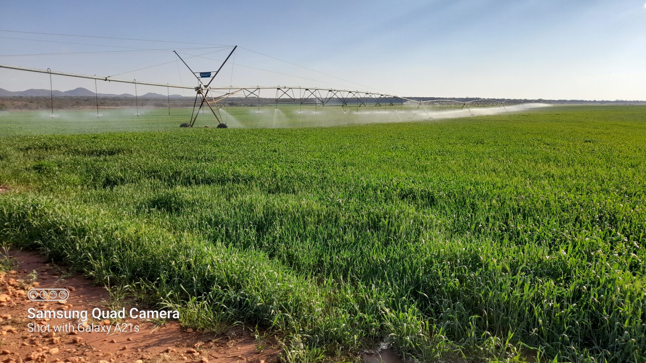 Can Zim irrigate its way out of hunger?