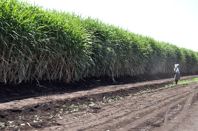 The environmental cost of sugarcane agriculture in Zimbabwe