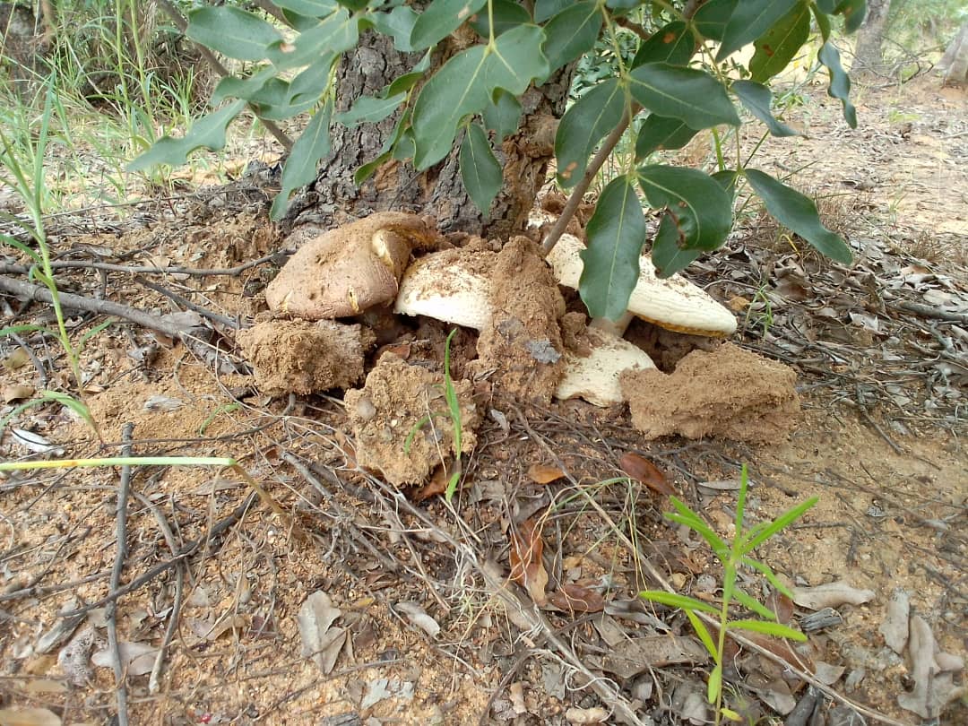 Wild mushrooms