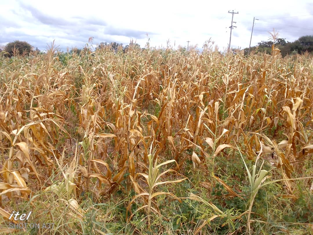 What climate change does to Zim farmers