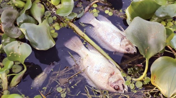Hundreds of fish found dead in Shakashe River on World Biodiversity Day