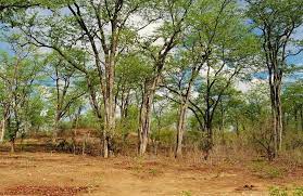 Climate change and food sovereignty: decimation of Mopane increases vulnerability