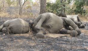 Hard-won gains in fight against elephant poaching