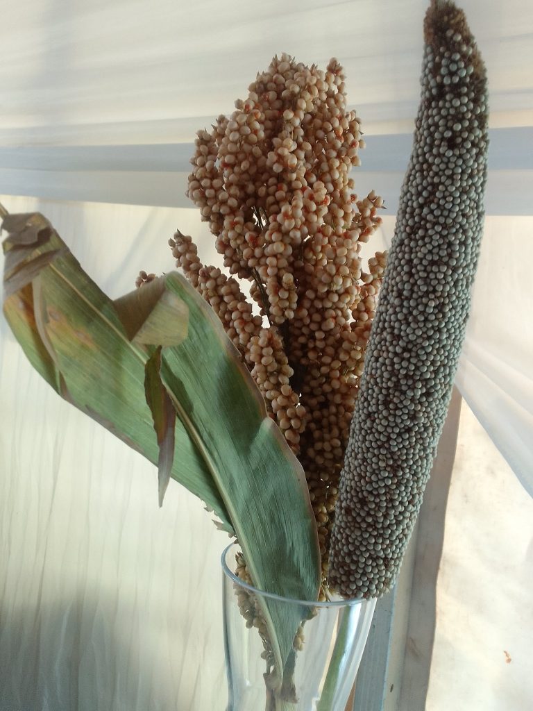 <strong>Food security: millets should anchor climate-resilient agriculture</strong>