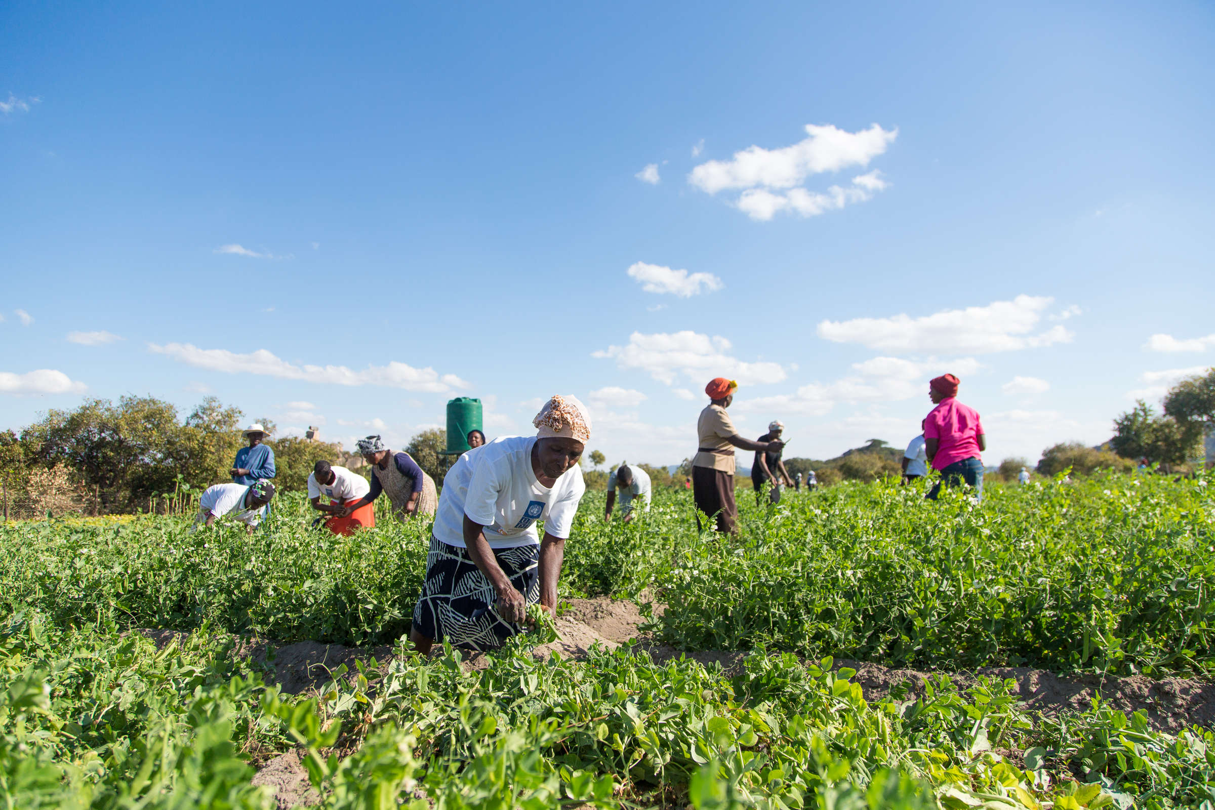 UNDP implementing 21 new irrigation schemes to minimize El Nino effect