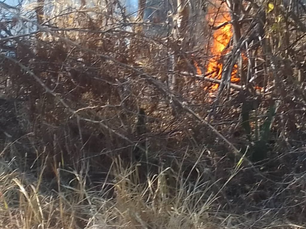 Raging inferno destroys community gardens