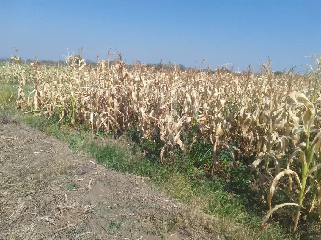 Severe frost lays waste whole maize, bean crop