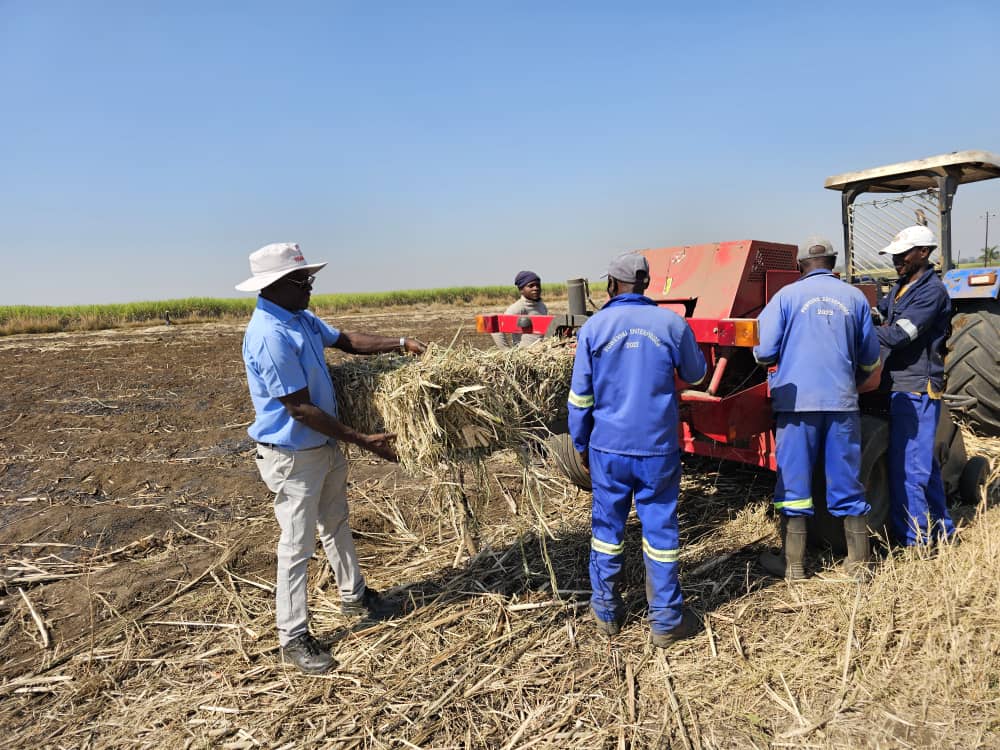 Fodder out of sugarcane trash as drought bites