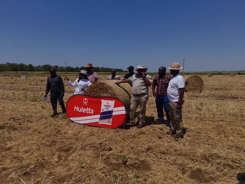 Tongaat donates hundreds of wheat stover bales to feed community cattle