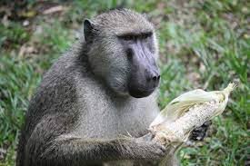 Villagers demand compensation for losses to protected wildlife