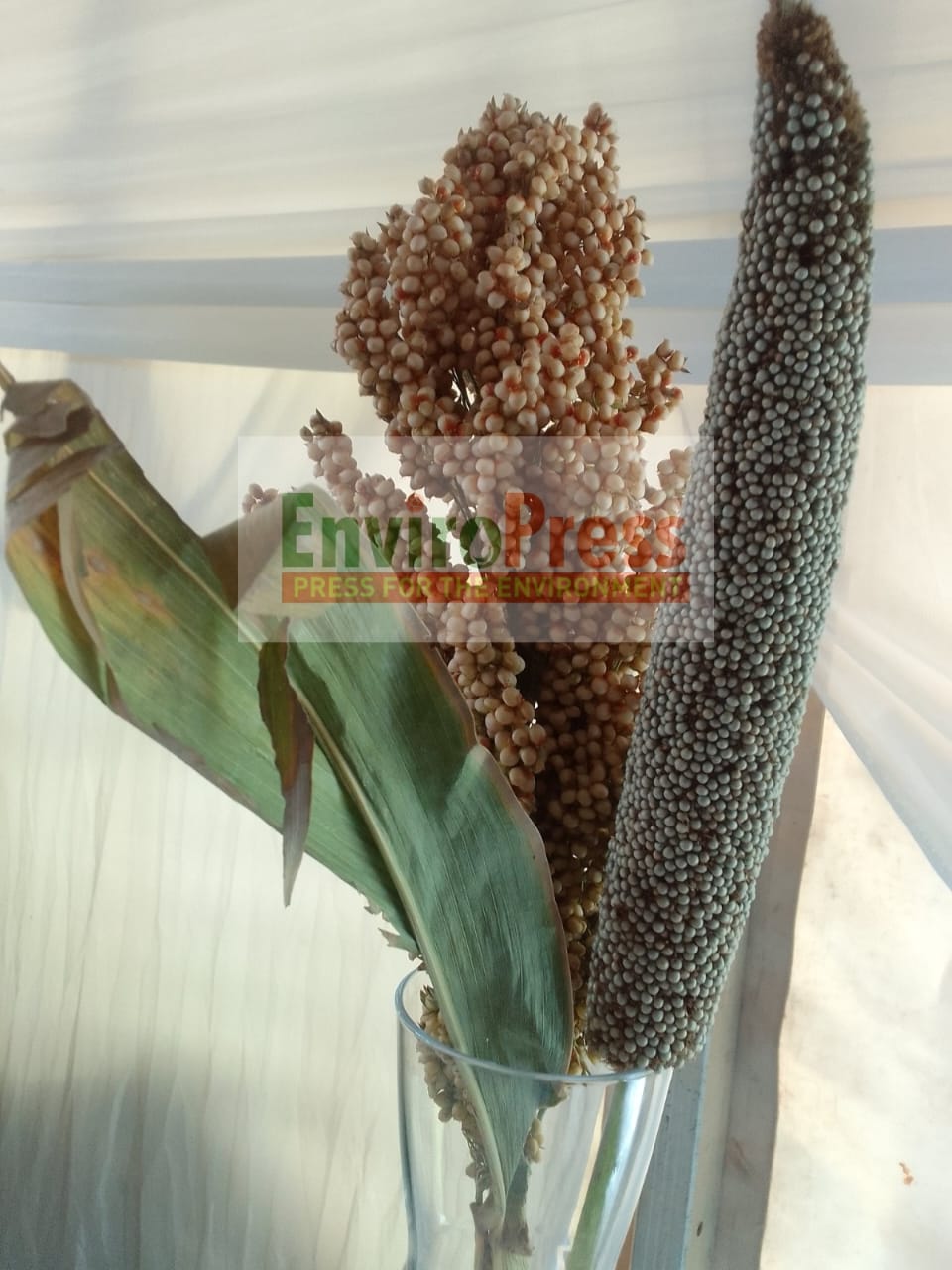 Masvingo turns climate threats into record grain surplus