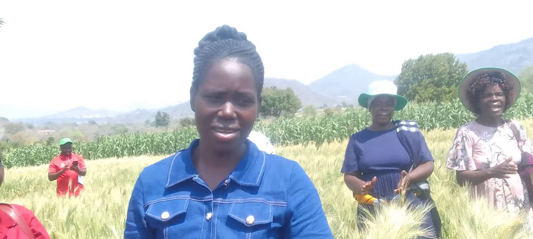 TAAT programme boosts wheat yields in Rupike