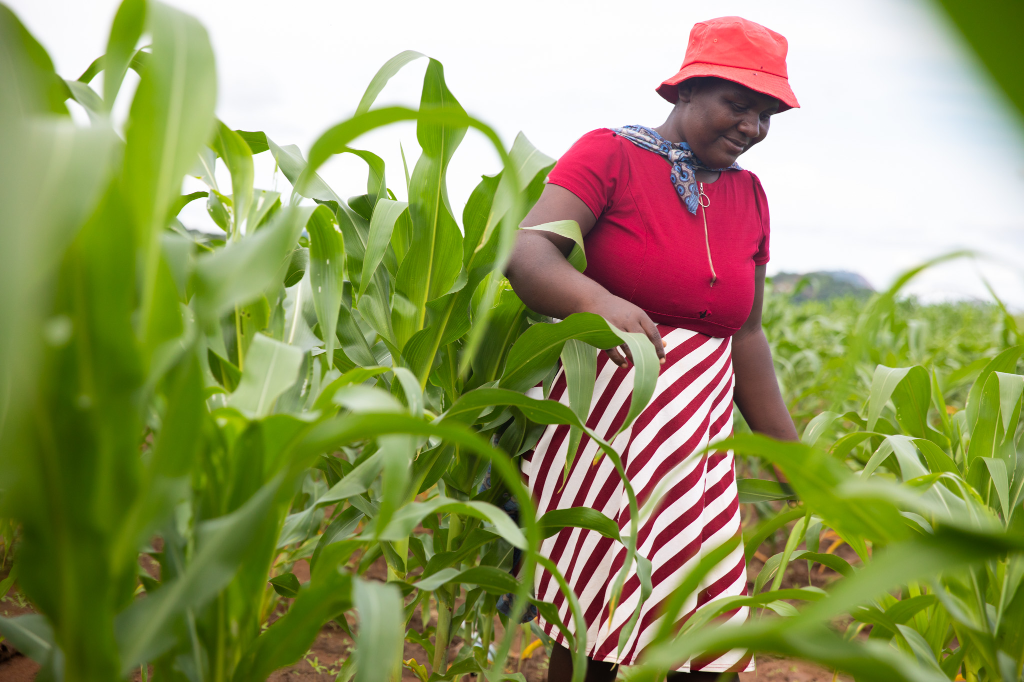 Global market boost for Zimbabwe farmers