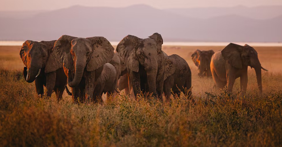 Increasing clashes between elephants and humans in Zimbabwe highlight the effects of population pressure and climate change
