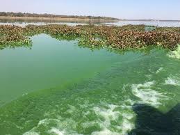 Harare residents petition Parliament over Lake Chivero pollution